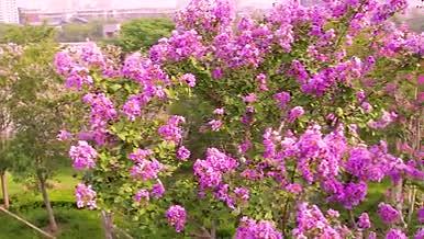 夏天盛开的紫薇花、唯美清新视频的预览图